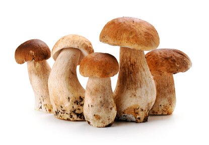 Steinpilze Pilzsaison